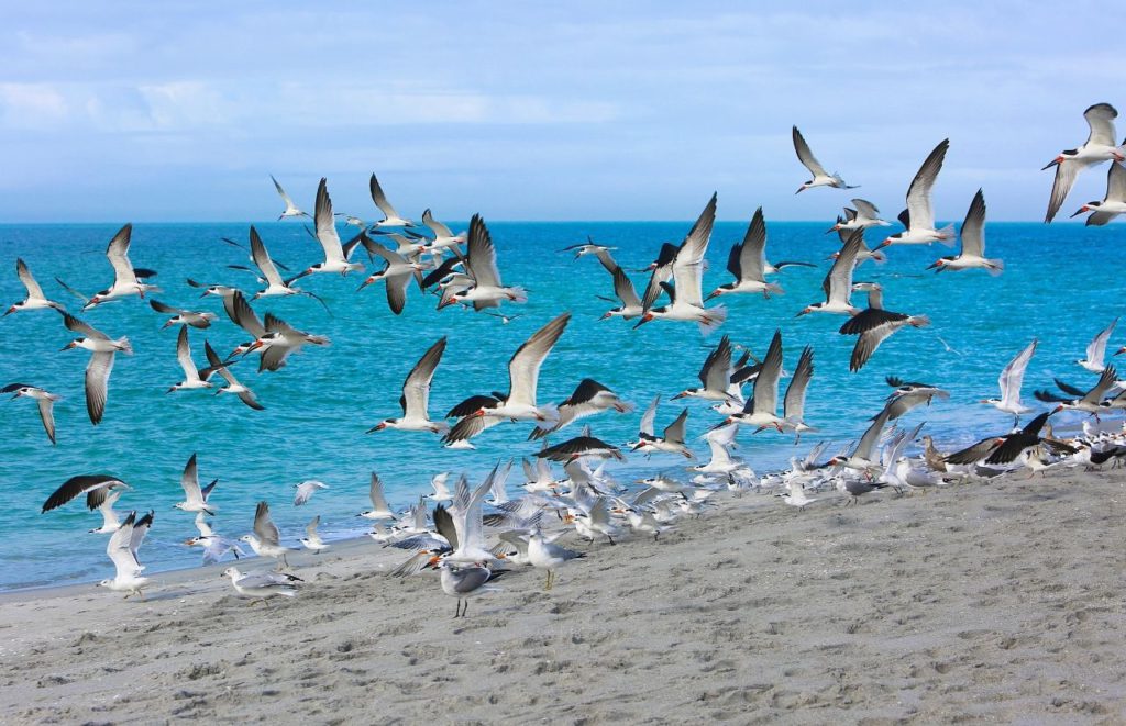 Birds fly off the beach in Fort Myers, Florida. Keep reading for more places to take a perfect day trip from Orlando, Florida. 