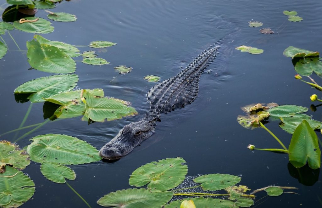 An alligator swims in a marsh in Florida. Keep reading for more places to take a perfect day trip from Orlando, Florida. 