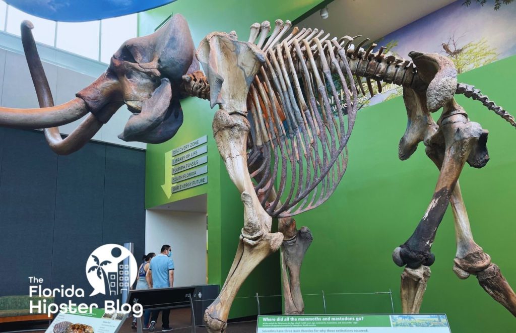 Florida Museum of Natural History Gainesville Florida Dinosaur Large Skeleton