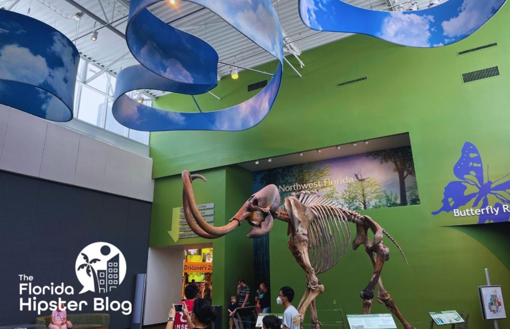 Florida Museum of Natural History Gainesville Florida Dinosaur Skeleton