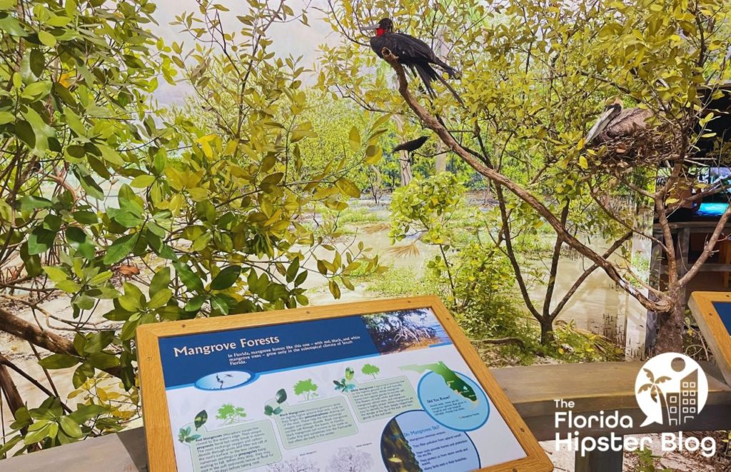 Florida Museum of Natural History Gainesville Florida Mangroves one of the best museums in Gainesville, Florida. Keep reading to find out more about Gainesville museums. 