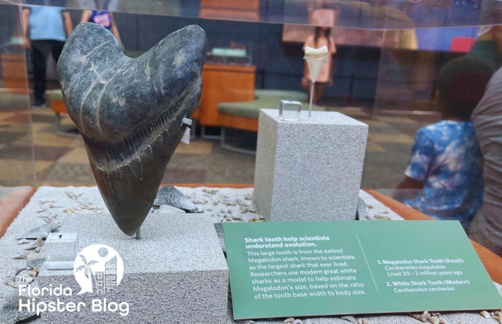 Florida Museum of Natural History Gainesville Florida Shark Tooth. Keep reading to find out more about shark watching in Florida. 