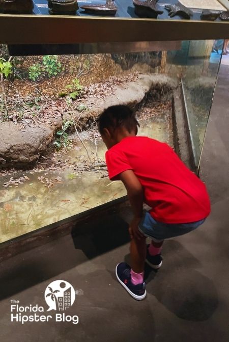 Little girl looking at display at the Florida Museum of Natural History Gainesville Florida. Keep reading to find out about free things to do in Gainesville.