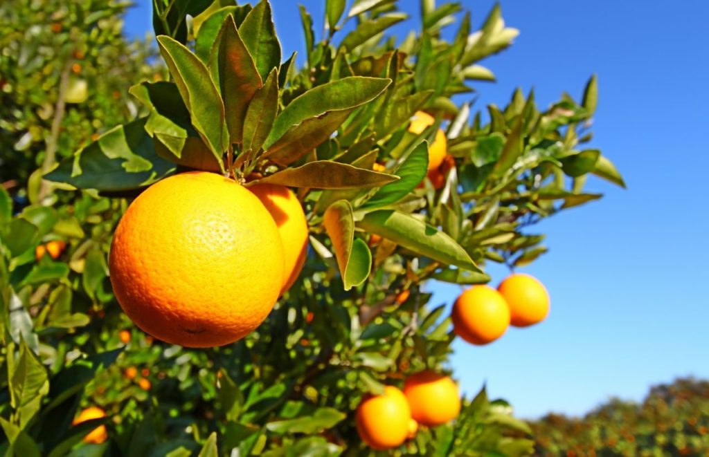 Florida Orange Grove. Keep reading to discover where to pick oranges in Orlando Florida.