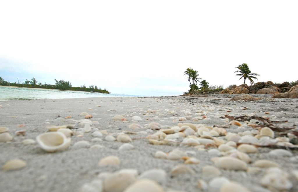 Shells sit on the beach in Fort Myers, Florida. Keep reading for more places to take a perfect day trip from Orlando, Florida. 