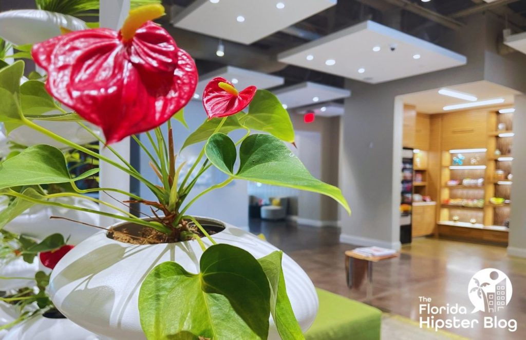 Hotel Indigo Gainesville Florida Lobby with flowering plant and snack area. Keep reading to discover more about Indigo Hotel Gainesville. 