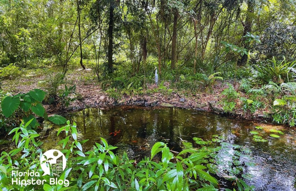 Kanapaha Botanical Gardens Gainesville Florida koi fish pond. Keep reading to get the best trails and nature parks in Gainesville, Florida.