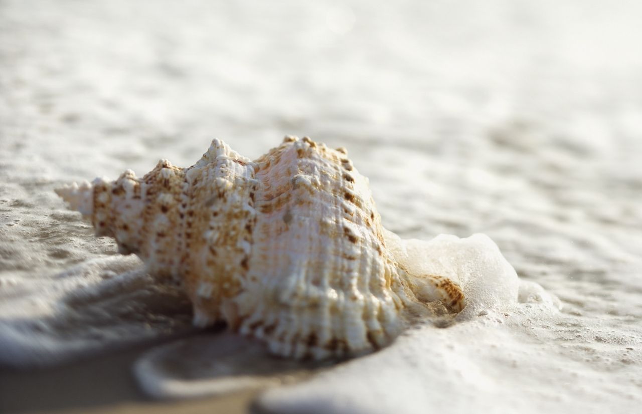 Key West Conch Shell. One of the best souvenirs from Florida.