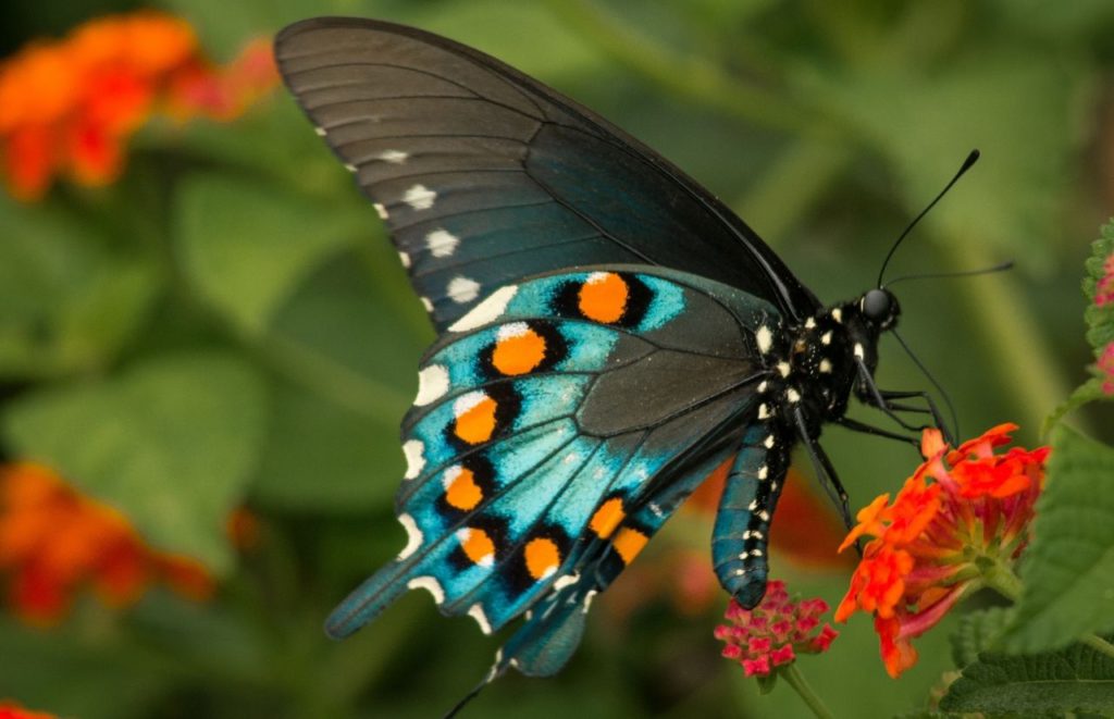 Beautiful blue butterfly with orange and white markings resting on a flower. Keep reading to find out all you need to know about the best trails and parks in Gainesville.