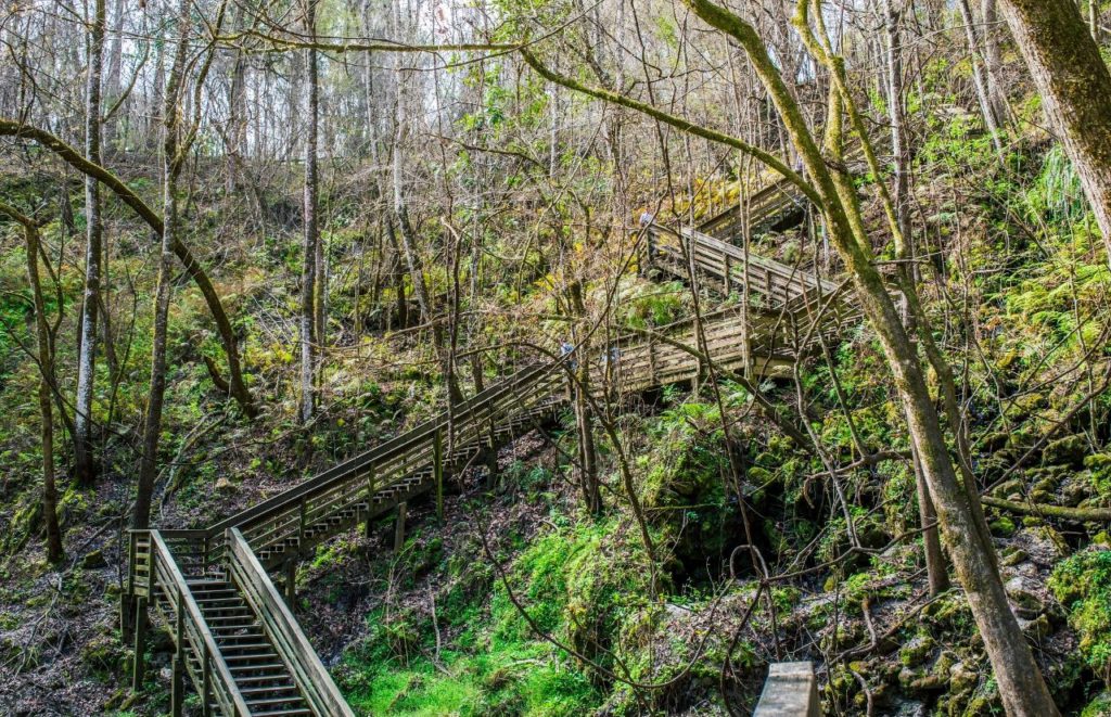 Long boardwalk of steps leading to Devil’s Millhopper Sinkhole surrounded by greenery . Keep reading to learn more about free things to do in Gainesville.