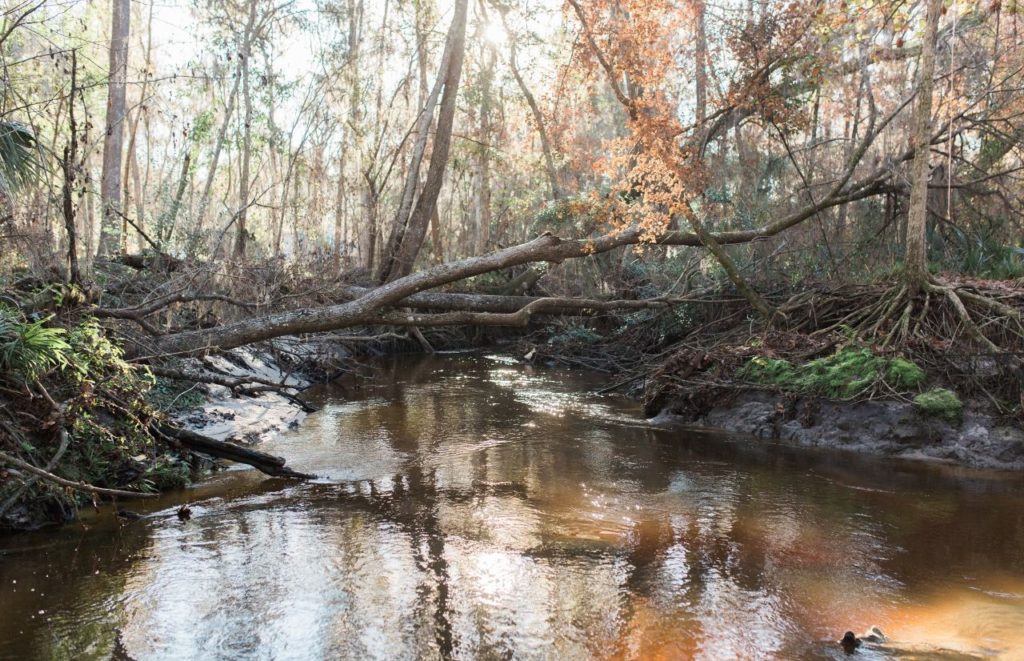 Hogtown Creek Alfred Ring Park in Gainesville Florida. Keep reading to uncover the best things to do when visiting Gainesville. 