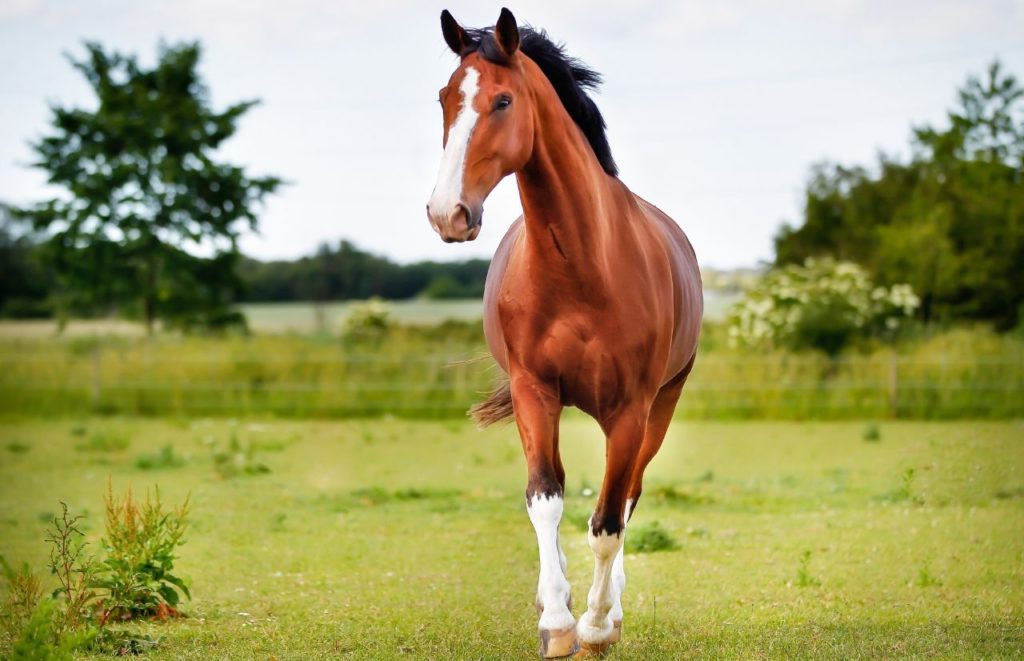 Horse on farm in Gainesville Florida. Keep reading to discover the top things to do in Gainesville.