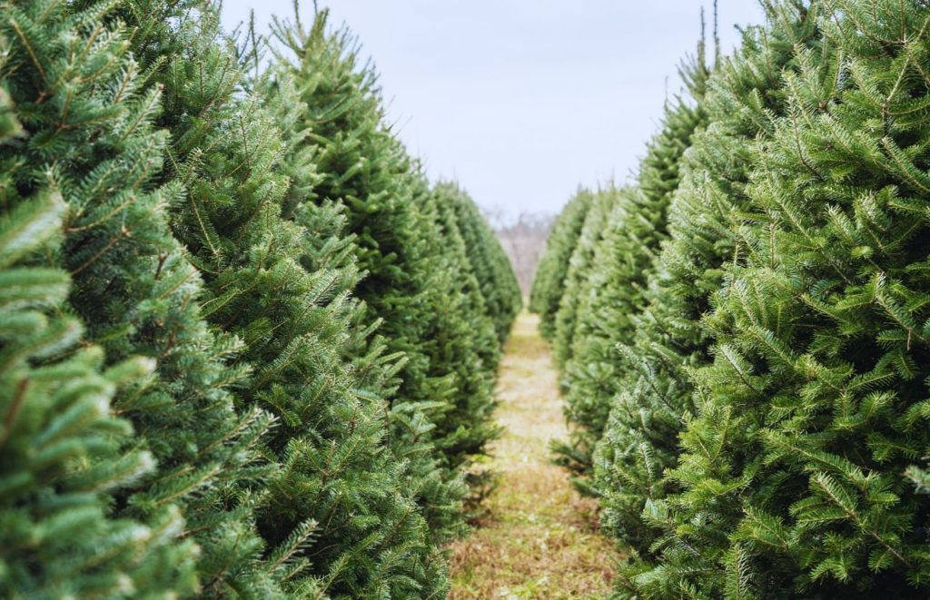 Eustis Christmas Tree Farm Orlando Florida. One of the best things to do in Orlando for Christmas.