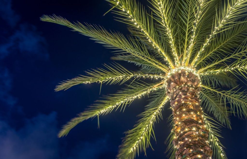 Christmas lights in Orlando on a palm tree. Keep reading to discover more Christmas in Orlando events.