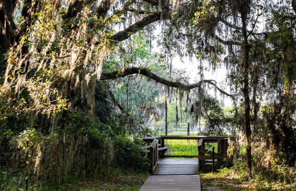 Payne’s Prairie Preserve State Park boardwalk in between oak trees. Keep reading to get the best trails and nature parks in Gainesville, Florida.