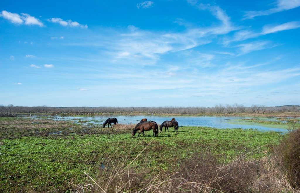 Payne’s Prairie Preserve State Park wild horses in the marsh. Keep reading to get the best trails and nature parks in Gainesville, Florida.