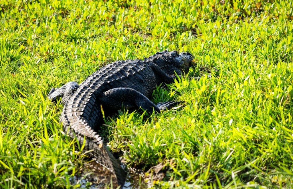 An alligator suns itself in a marsh at 
 Paynes Prairie Preserve State Park in Micanopy, Florida. Keep reading for more places to take a perfect day trip from Orlando, Florida. 