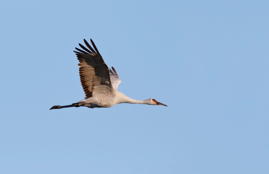Sandhill Crane in Flight at San Felsaco Hammock Preserve Gainesville. Keep reading to get the best trails and nature parks in Gainesville, Florida.