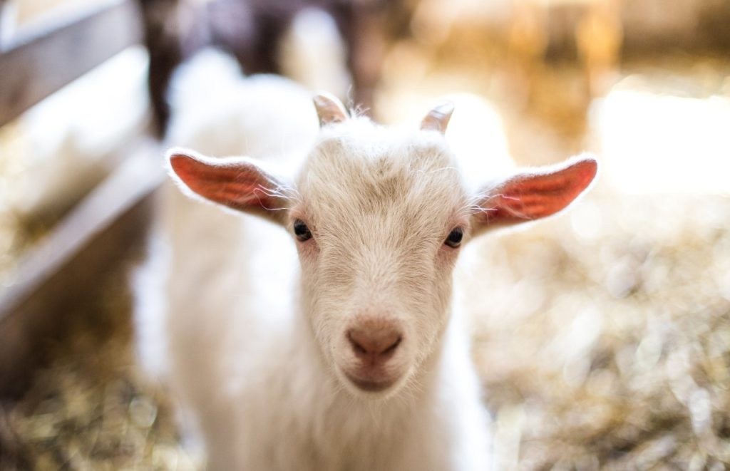 Baby Goat at a farm in Florida. Keep reading to learn more about Florida Memorial Day weekend events. 