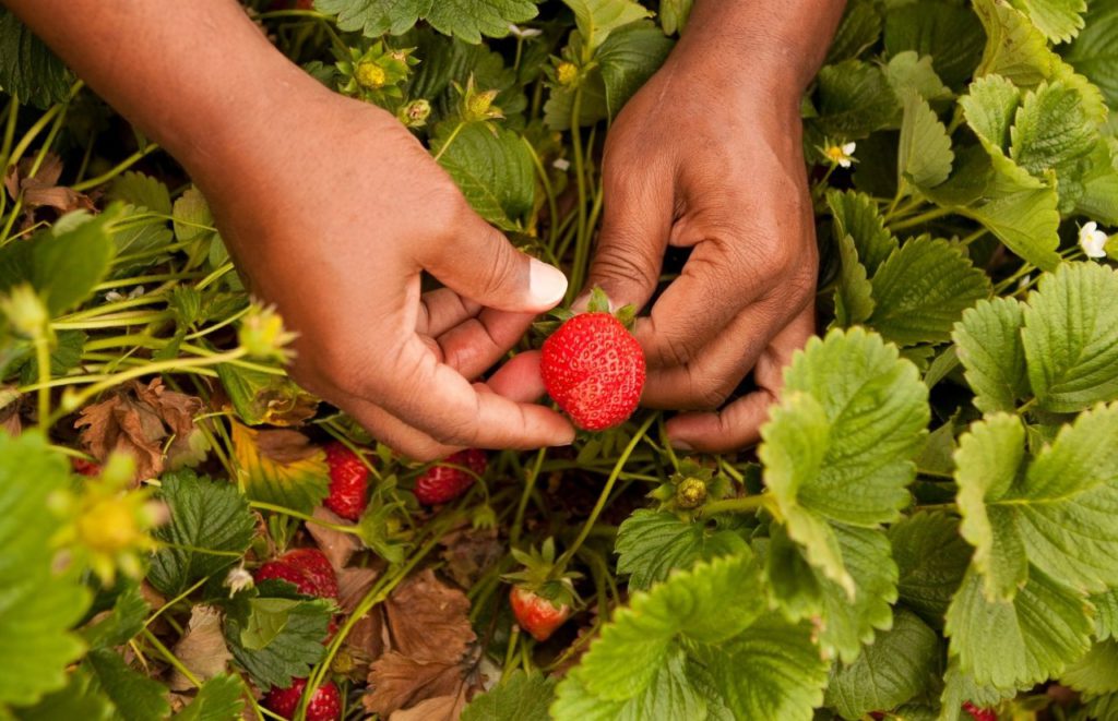 Black man picking strawberries at a farm in Florida. Keep reading to find out the best farms to visit with kids in Tampa.  