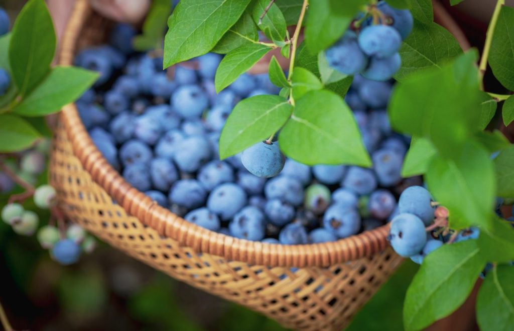 Blueberry Picking at Southern Farms Orlando. Keep reading to find out more about the best farms to visit in Orlando.