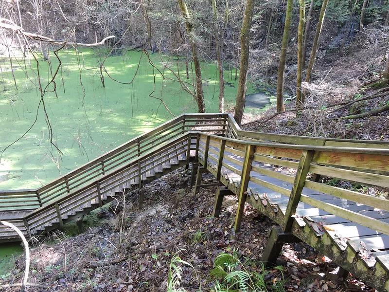 Devil's Millhopper Sinkhole in Gainesville. Keep reading to get the best trails and nature parks in Gainesville, Florida.