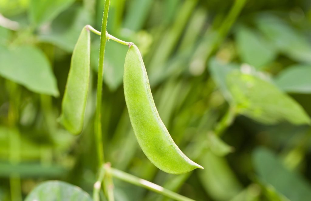 Do Good Farms Growing Lima Beans. One of the best farms in Orlando. Keep reading to learn more about the best farms in Orlando.