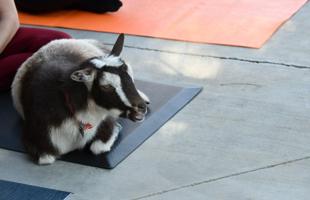 Goat Yoga at Wildflower Farms Orlando. One of the best farms in Orlando. Keep reading to learn more about the best farms in Orlando.