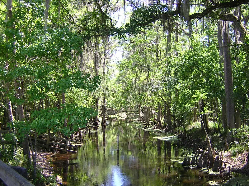 Hawthorne Trail Gainesville. Keep reading to get the best trails and nature parks in Gainesville, Florida.