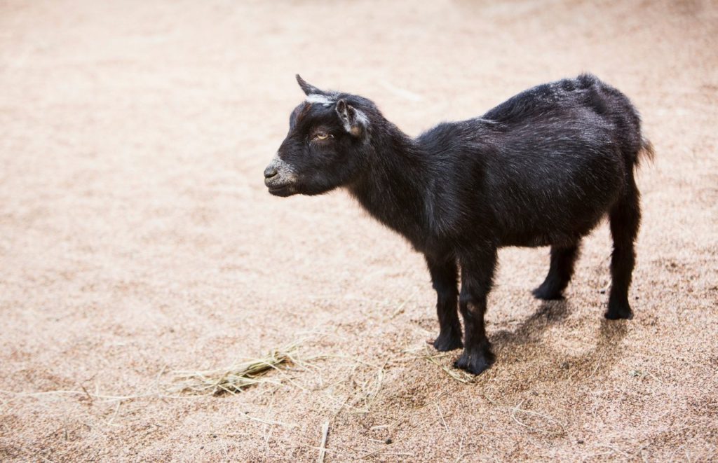 Green Acres Farm Petting Zoo. Keep reading to find out more about farms in Orlando.