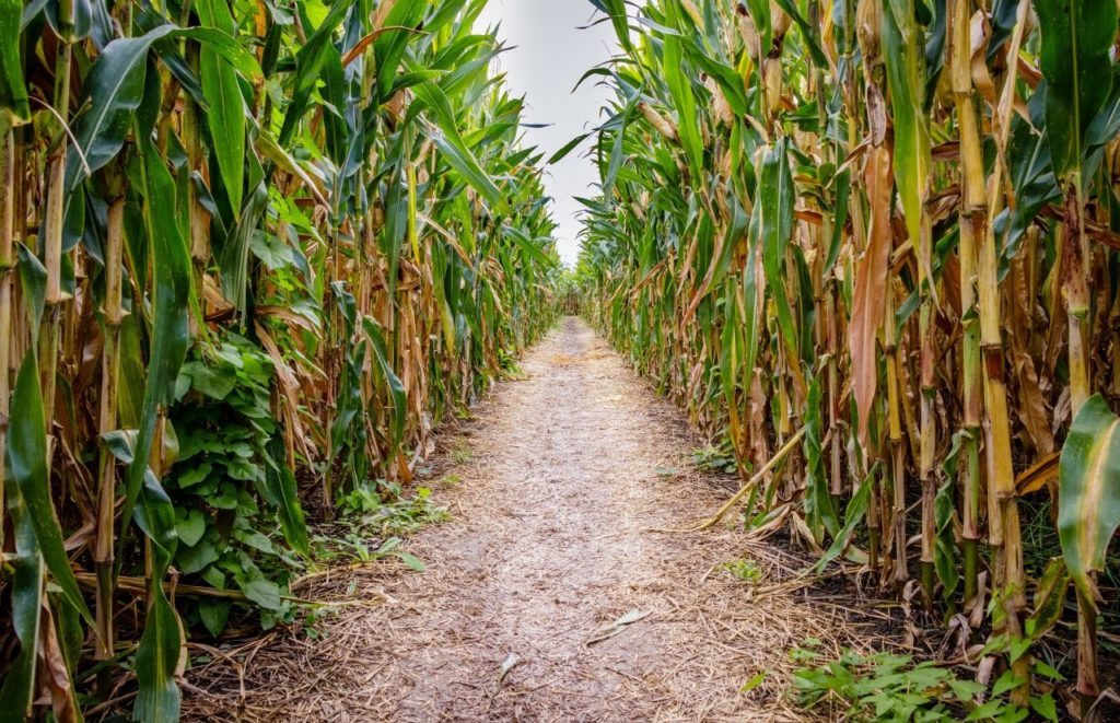 Great Scott Farms Corn Maze Orlando Florida Farms. Keep reading to find out more about the best farms in Orlando.