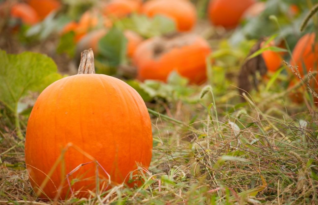 Great Scott Farms Pumpkin Patch Orlando Florida. Keep reading to learn more about farms in Orlando.