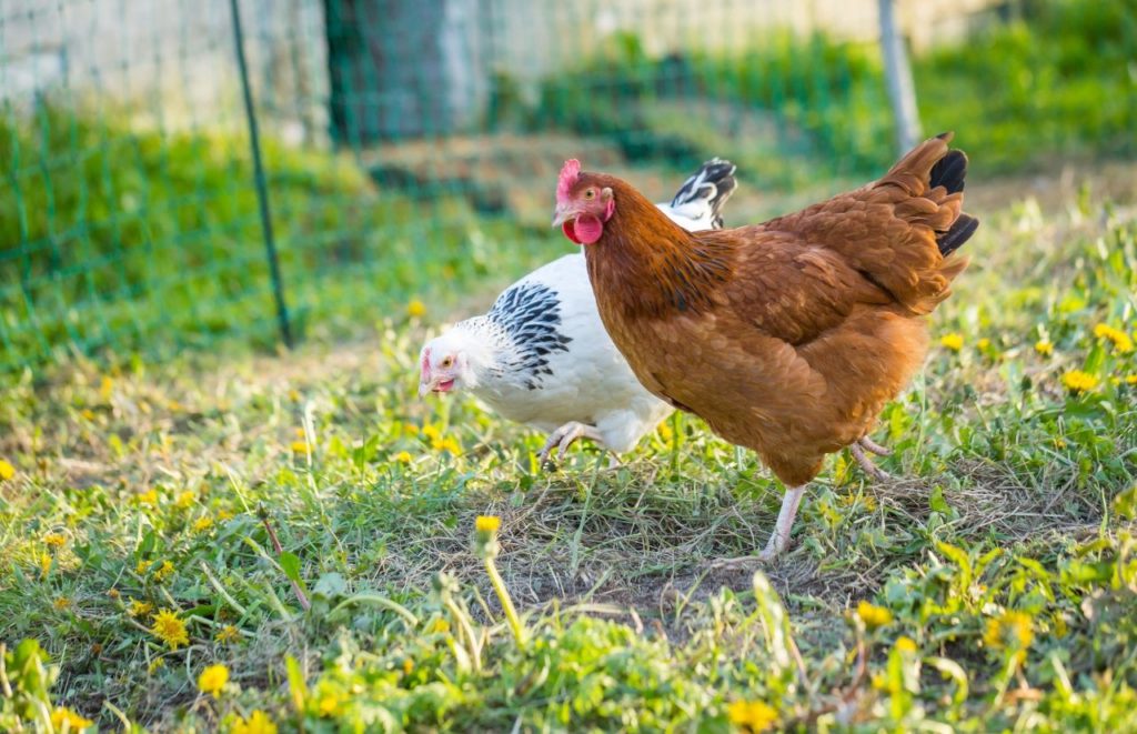 Farm chickens out grazing. Keep reading to learn the best things to do in Gainesville Florida.