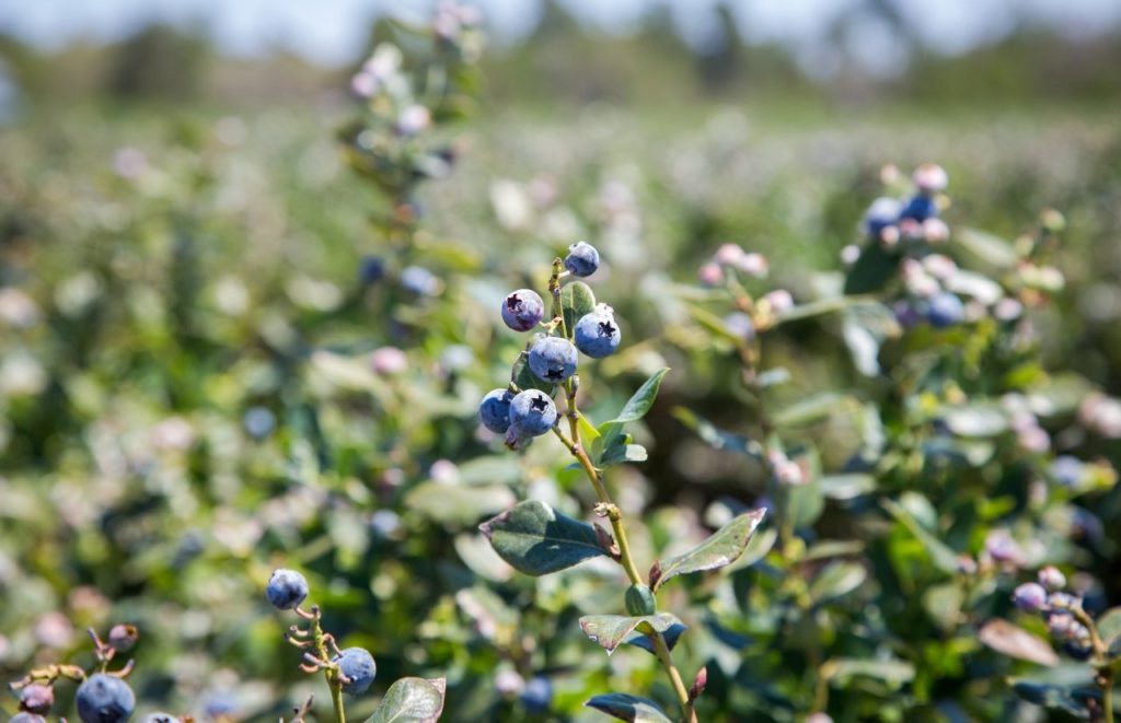 Picking blueberries at Beck Brothers Citrus Windermere Orlando Farms. Keep reading to learn more about farms in Orlando.