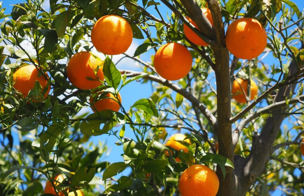 Red Hill Groves Sanford Florida Market