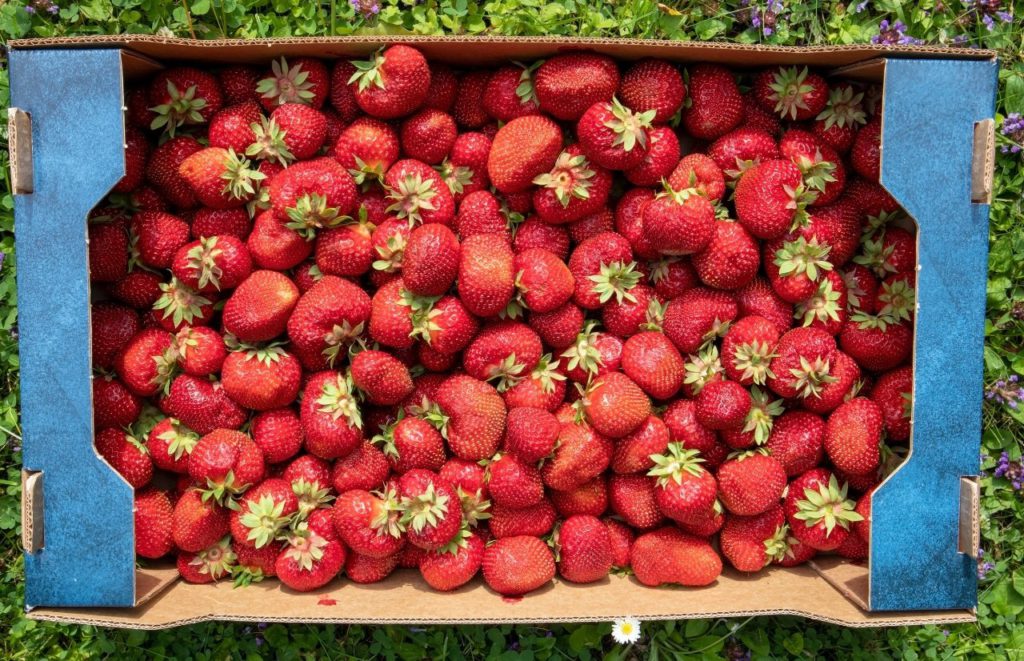 Box filled with strawberries from t strawberry picking farm in Orlando. Keep reading to learn more about farms in Orlando.