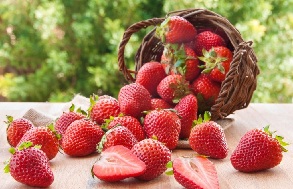 Strawberry Picking at Southern Farms Orlando Florida Clermont. One of the best farms in Orlando. Keep reading to learn more about the best farms in Orlando.