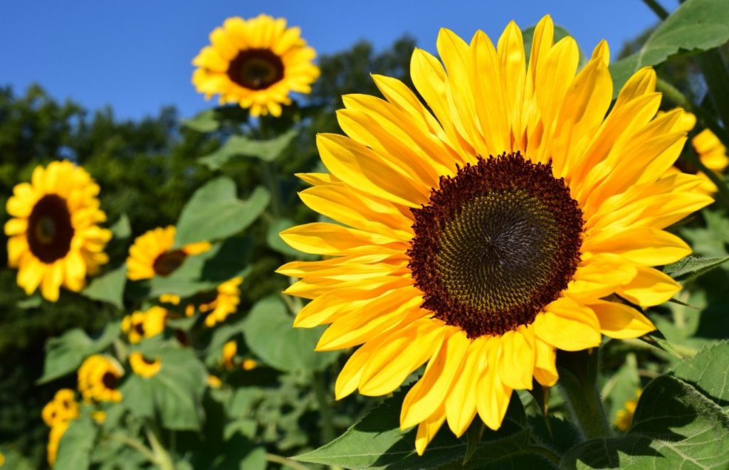 Sunflowers at Southern Farms Orlando Clermont Florida. Keep reading to learn more about the best farms to visit in Orlando.