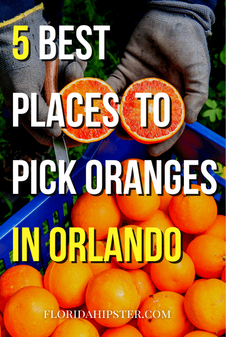5 best Places to pick Oranges in Orlando
