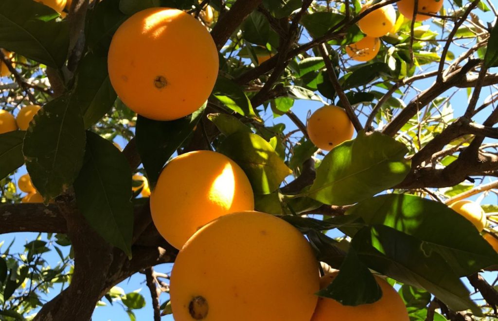 Oranges hanging from the orange tree groves in Florida. Keep reading to find out more about the best orange groves in Orlando.
