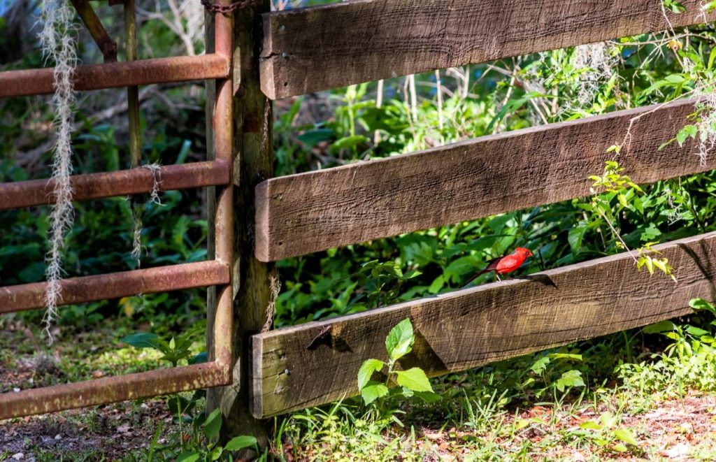 Dudley Farm Historic State Park. Keep reading to find out the best things to do in Gainesville Florida.