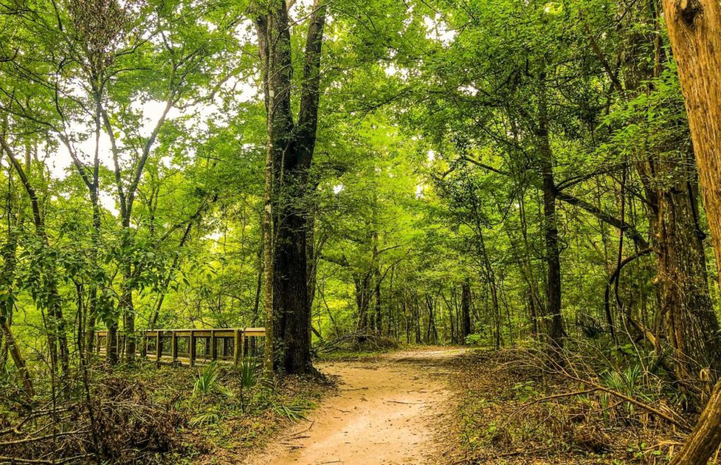 A walking pathway is surrounded by trees at Ichetucknee Springs, Florida. Keep reading for more places to take a perfect day trip from Orlando, Florida. 