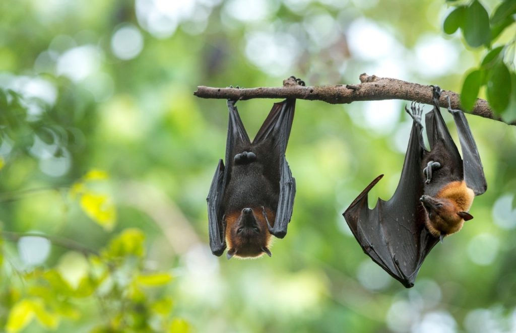 Lubee Bat Conservancy. Fun things to do in Gainesville, Florida. Keep reading to discover Gainesville things to do. 