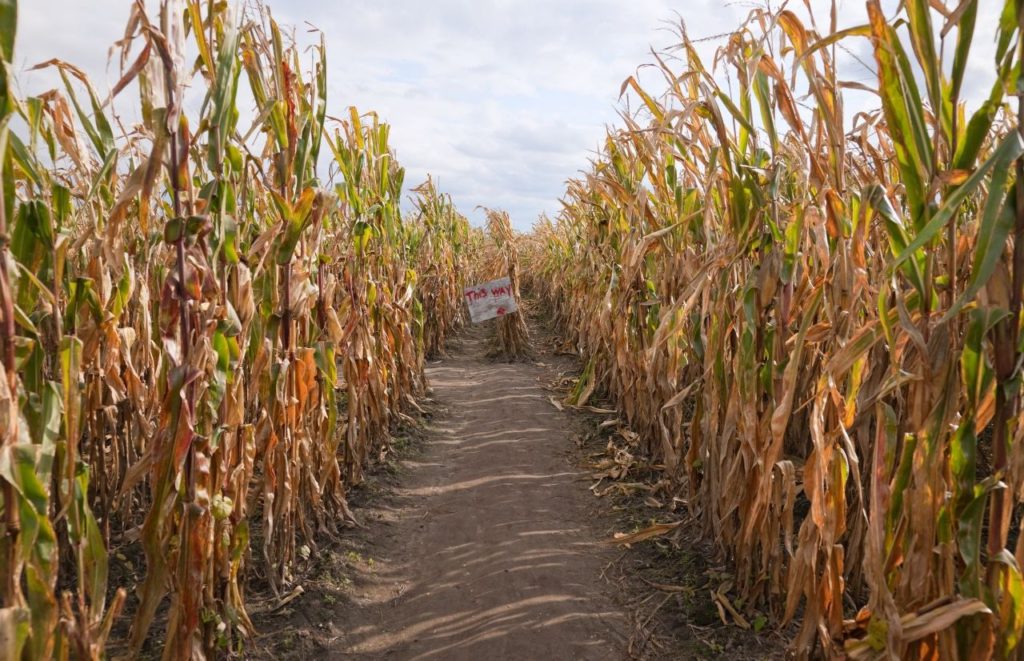 Newberry Cornfield Halloween Maze. Fun things to do in Gainesville, Florida. Keep reading to find out more about what to do in Gainesville.
