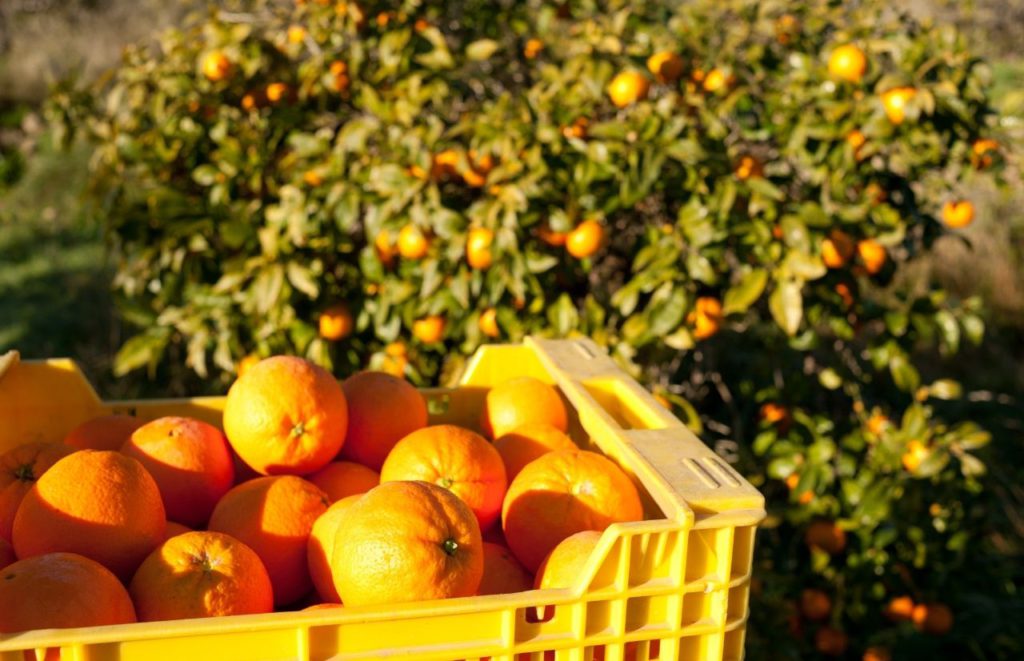 Orange Picking in Orlando Best Orange Groves in Orange County