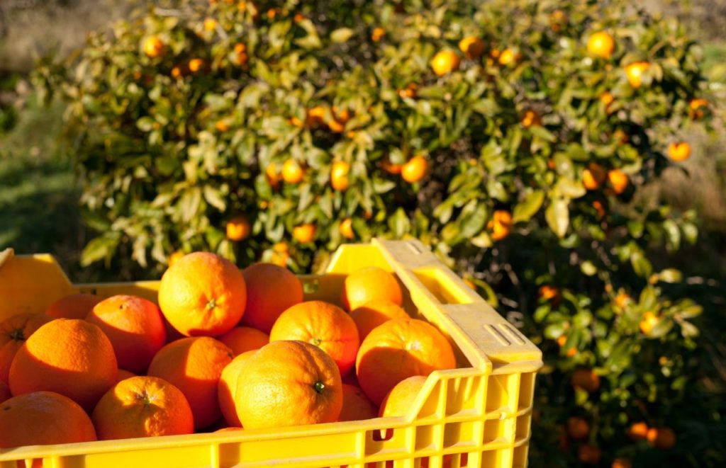 Orange Picking in Orlando showcasing the best Orange Groves in Orange County Florida. Keep reading to learn more about orange picking in Orlando.