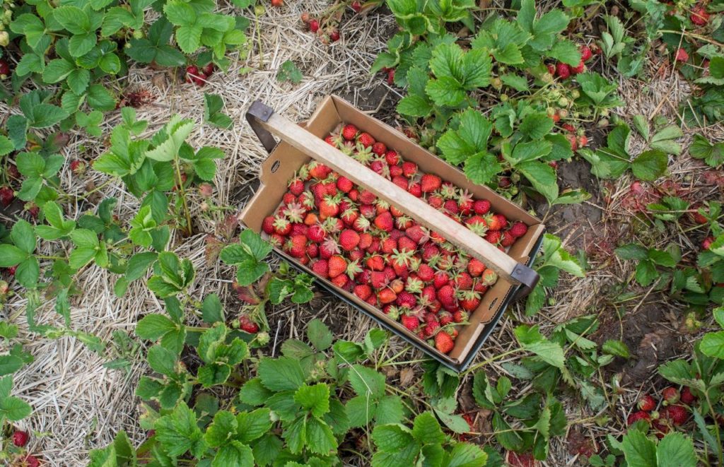 Crossroads Farm & Apiary Strawberry Picking Gainesville with a basket of fresh strawberries on the ground. Keep reading to find out ideas of what to do in Gainesville.