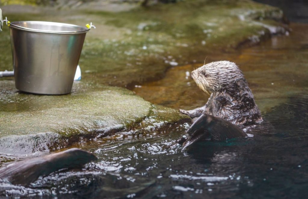 Santa Fe Teaching Zoo Gainesville Florida Otter in the Water. Keep reading to find out the Gainesville things to do.