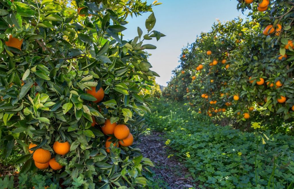 Showcase of Citrus in Clermont Florida near Orlando Florida having fun orange picking in Orlando.