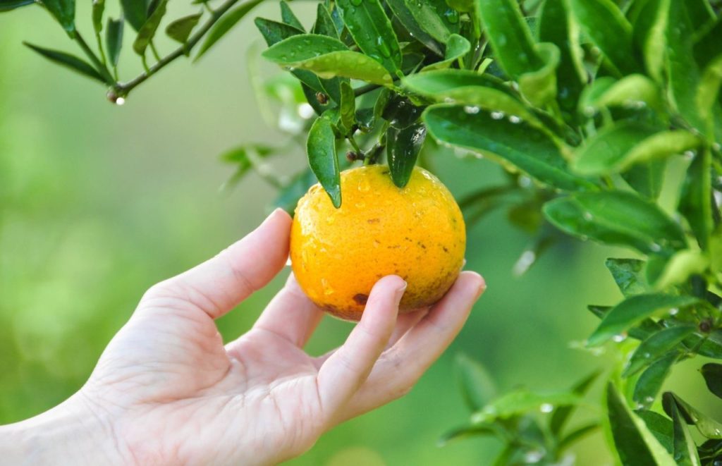 Vo Salle Farms Orange Picking. Keep reading to find out more about orange picking in Orlando.